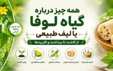 همه چیز درباره گیاه لوفا یا لیف طبیعی