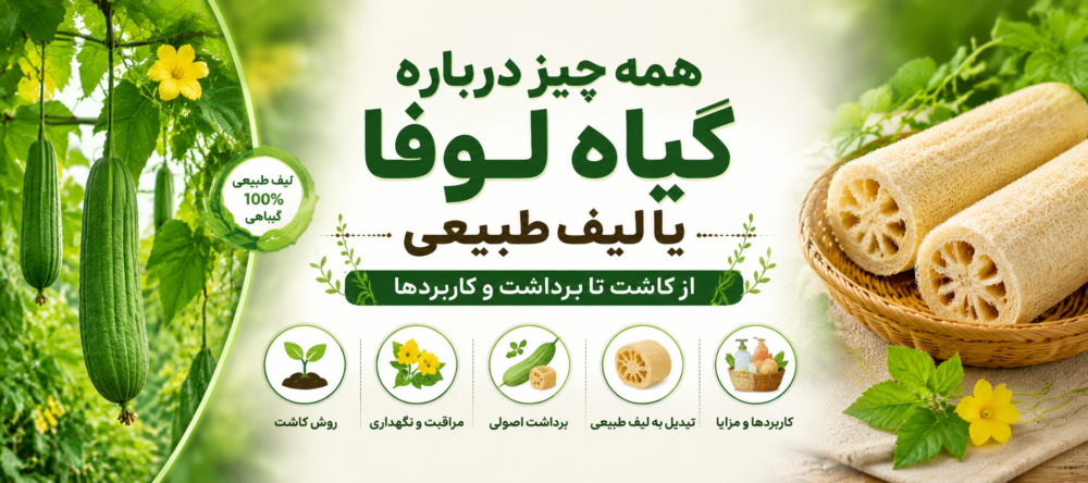 همه چیز درباره گیاه لوفا یا لیف طبیعی