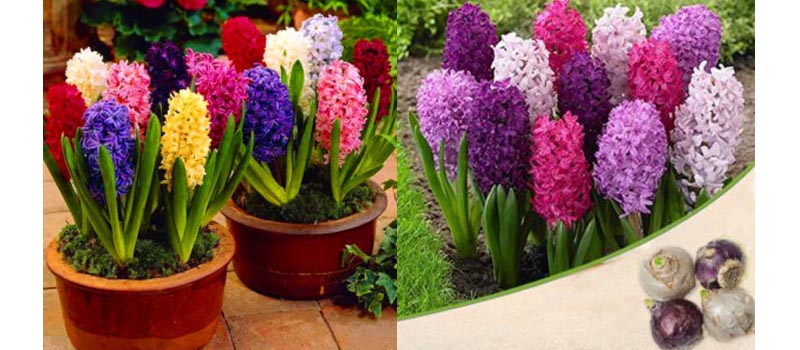 فروش پیاز سنبل و لیلیوم هلندی سال 1402