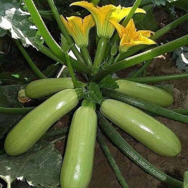 بذر کدو سبز خورشتی هیبرید f1