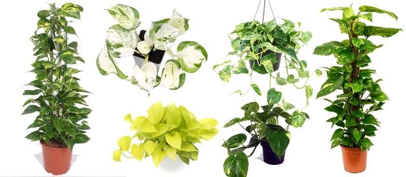 معرفی، تکثیر و نگهداری گیاه پتوس (Epipremnum aureum)
