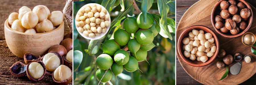 معرفی و خواص فندق استرالیایی یا ماکادمیا