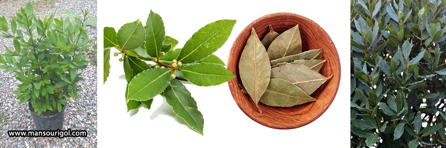 معرفی گیاه برگ بو نحوه کاشت، نگهداری و خواص