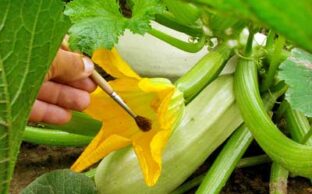 آموزش گرده افشانی دستی