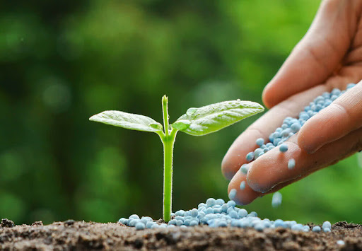 کوددهی گیاهان آپارتمانی؛ چه زمانی، با چه کودی؟