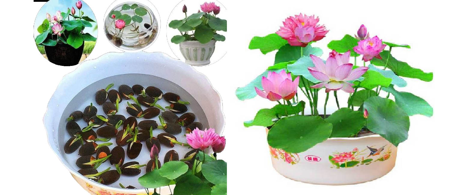 آموزش کاشت بذر گل نیلوفر آبی