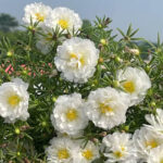 بذر گل ناز آفتابی سفید