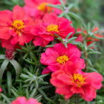 بذر گل ناز آفتابی قرمز