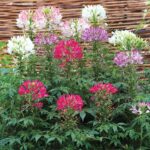 بذر گل چلچراغ الوان