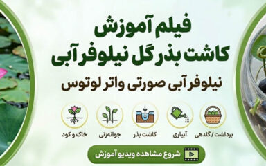 فیلم آموزش کاشت بذر نیلوفر آبی