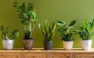 راهنمای کامل نگهداری از گل‌های آپارتمانی برای تازه‌کارها