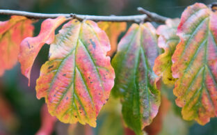 درخت انجیلی (Parrotia persica) | معرفی کامل، ویژگی‌ها، اهمیت و روش تکثیر