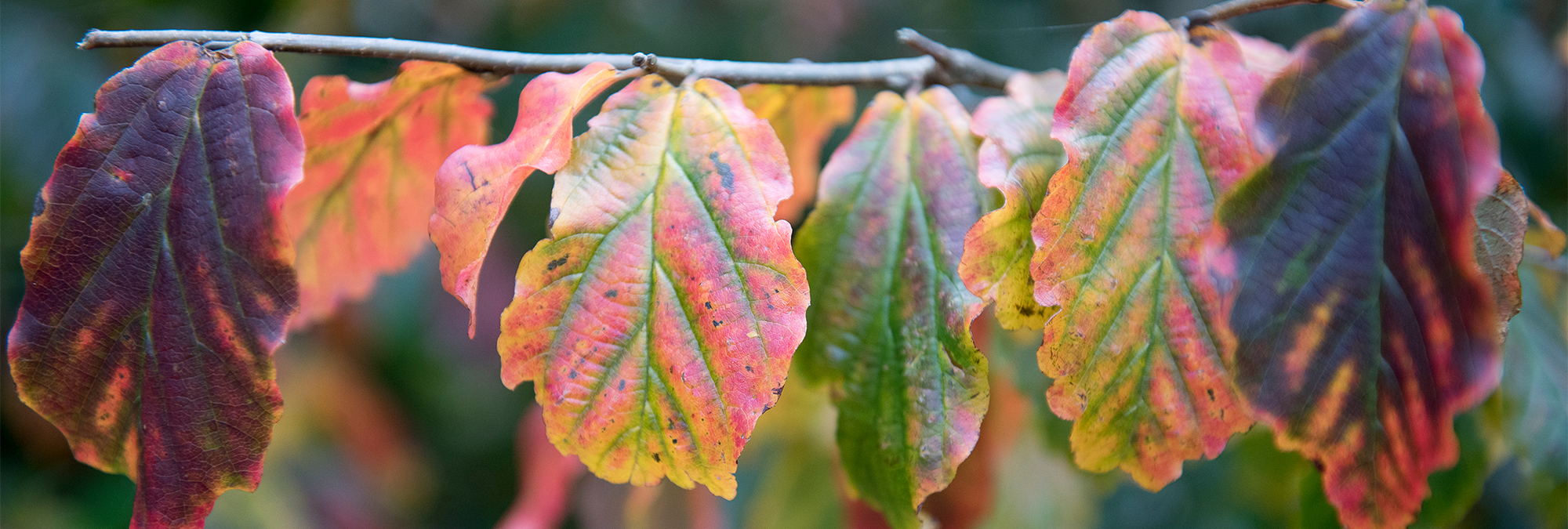 درخت انجیلی (Parrotia persica) | معرفی کامل، ویژگی‌ها، اهمیت و روش تکثیر