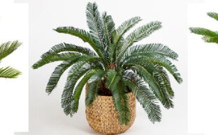 سیکاس چیست؟ | معرفی کامل گیاه سیکاس، شرایط نگهداری و روش کاشت