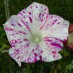 بذر گل نیلوفر پیچ نیل اسپیکلد قرمز