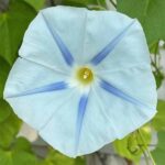 بذر گل نیلوفر پیچ ایسمای