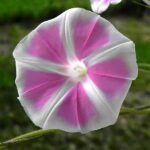 بذر گل نیلوفر پیچ فوجی مومو صورتی