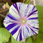 بذر گل نیلوفر پیچ کارناوال ونیز آبی