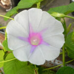 بذر گل نیلوفر پیچ جیمی لین