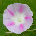 بذر گل نیلوفر پیچ ستاره صورتی