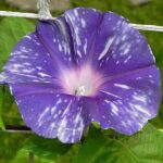 بذر گل نیلوفر پیچ نیل اسپارکل بنفش