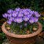 پیاز زعفران زینتی رقم Crocus speciosus