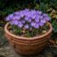 پیاز زعفران زینتی رقم Crocus speciosus
