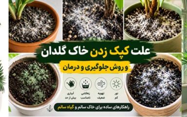 علت سفیدک یا کپک زدن خاک گلدان چیست؟ + روش‌های جلوگیری و درمان