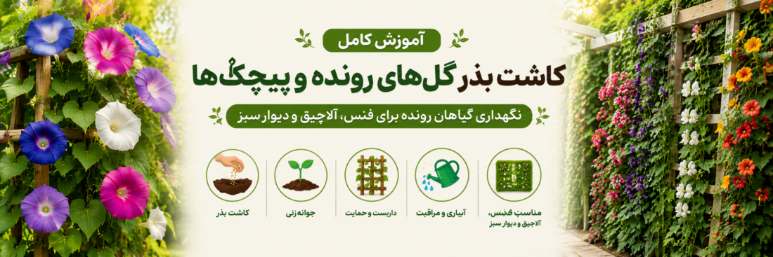 آموزش کامل کاشت بذر گل‌های رونده و پیچک‌ها
