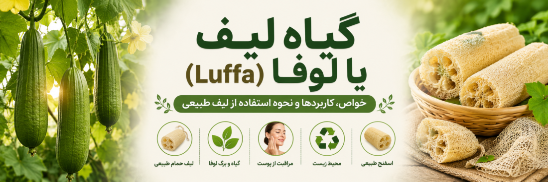 گیاه لیف یا لوفا (Luffa) چیست؟ آشنایی با خواص، کاربردها و نحوه استفاده از لیف طبیعی حمام
