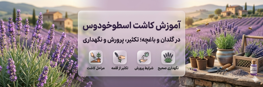 کاشت اسطوخودوس در گلدان و باغچه