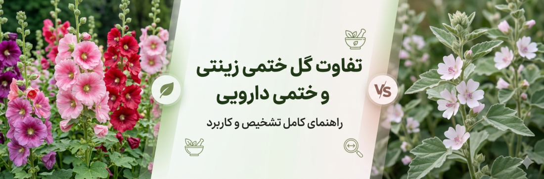 تفاوت گل ختمی زینتی و ختمی دارویی