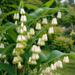 ریزوم گل مهر سلیمان (Polygonatum odoratum)