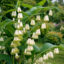 ریزوم گل مهر سلیمان (Polygonatum odoratum)