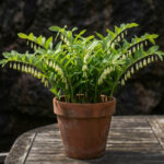 ریزوم گل مهر سلیمان (Polygonatum odoratum)