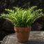 ریزوم گل مهر سلیمان (Polygonatum odoratum)