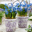 پیاز گل Scilla Siberica Blue