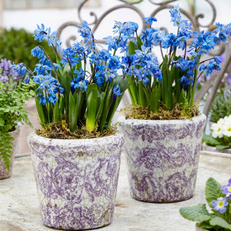 پیاز گل Scilla Siberica Blue