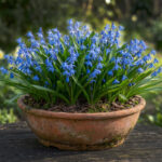 پیاز گل Scilla Siberica Blue