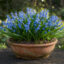 پیاز گل Scilla Siberica Blue