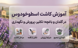 کاشت اسطوخودوس در گلدان و باغچه