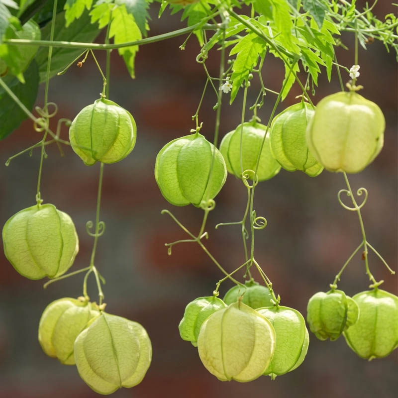 بذر پیچک بالون عشق