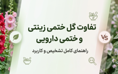 تفاوت گل ختمی زینتی و ختمی دارویی