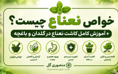 خواص نعناع چیست؟ + آموزش کاشت نعناع در گلدان و باغچه