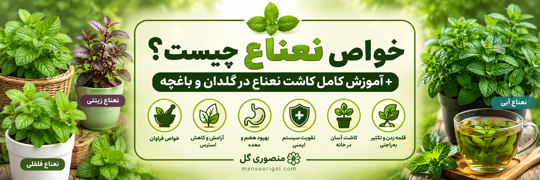 خواص نعناع چیست؟ + آموزش کاشت نعناع در گلدان و باغچه