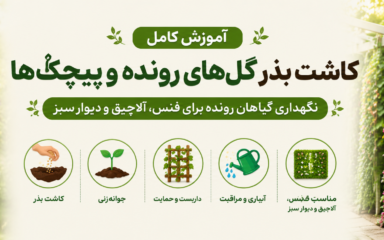 آموزش کامل کاشت بذر گل‌های رونده و پیچک‌ها