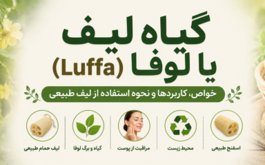 گیاه لیف یا لوفا (Luffa) چیست؟ آشنایی با خواص، کاربردها و نحوه استفاده از لیف طبیعی حمام