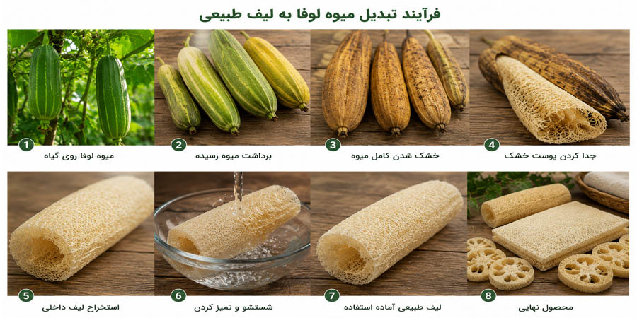 گیاه لیف یا لوفا (Luffa)
