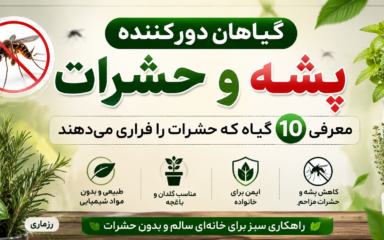 گیاهان دورکننده پشه و حشرات؛ معرفی 10 گیاه که حشرات را فراری می‌دهند