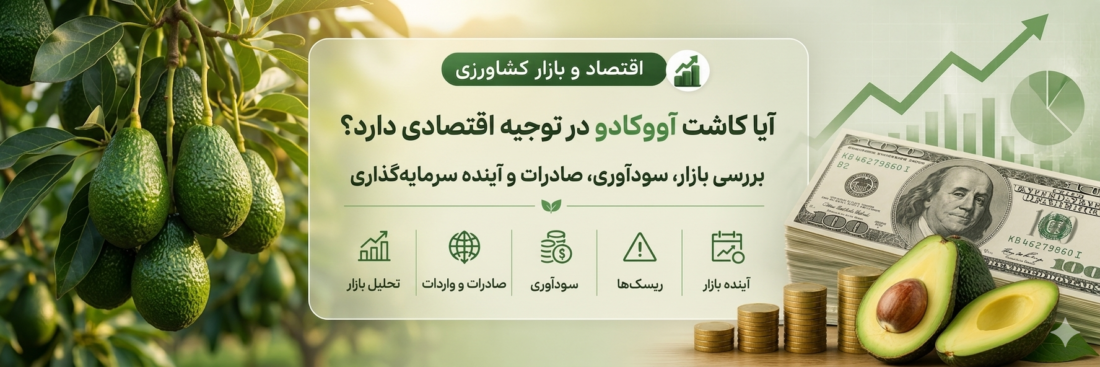 کاشت آووکادو در ایران